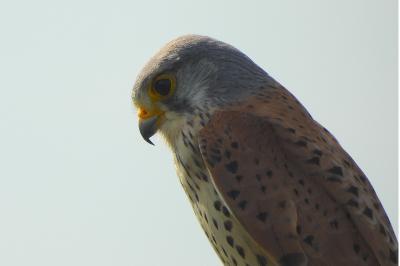 Faucon crécerelle