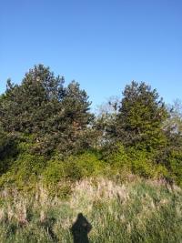 Faucon crécerelle