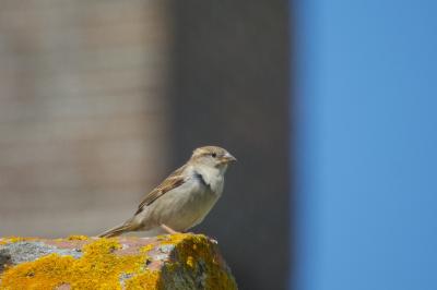 Moineau domestique