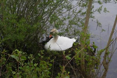 Cygne tuberculé