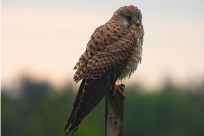 Faucon crécerelle