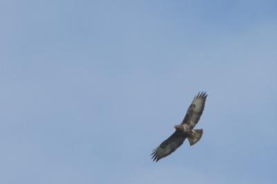 Buse variable