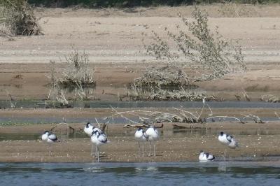 Avocette élégante