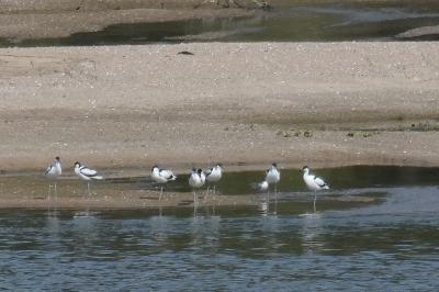 Avocette élégante