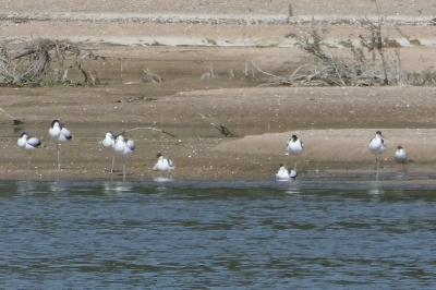 Avocette élégante