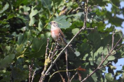 Linotte mélodieuse