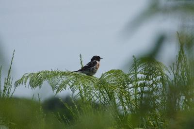 Saxicola rubicola
