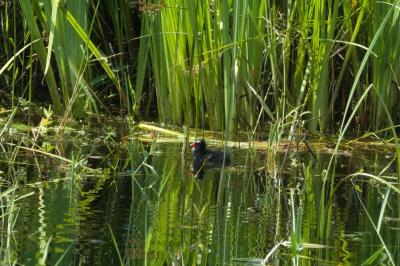 Gallinula chloropus