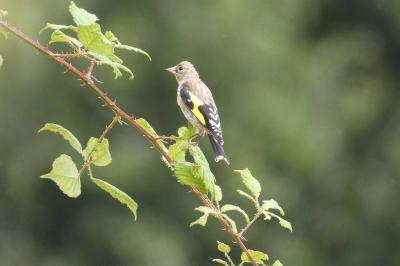 Chardonneret élégant