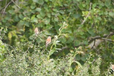 Linotte mélodieuse