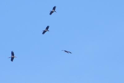 Cigogne noire