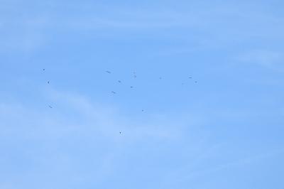 Cigogne noire