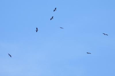Cigogne noire
