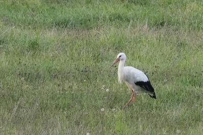 Cigogne blanche