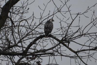 Buse variable
