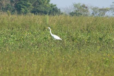 Grande Aigrette