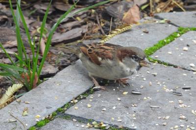 Moineau domestique