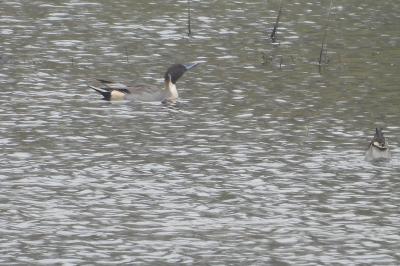 Canard pilet