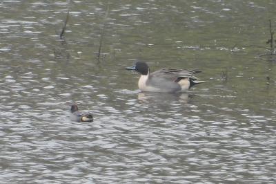 Canard pilet