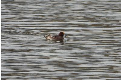 Canard siffleur