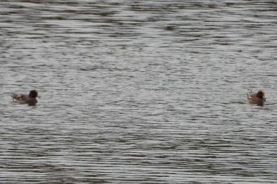 Canard siffleur
