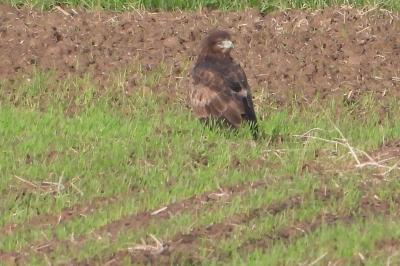 Buse variable