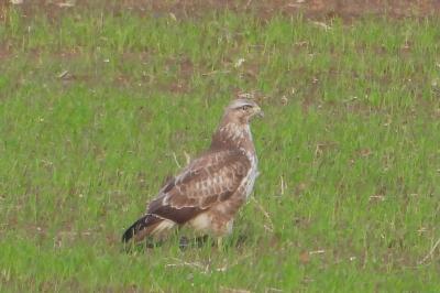 Buse variable