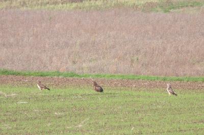 Buse variable