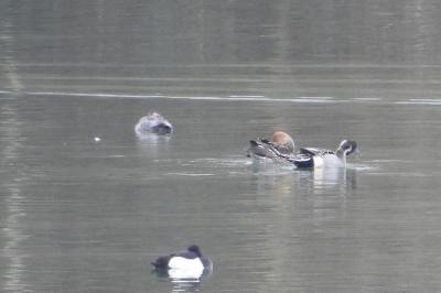 Canard pilet