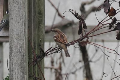 Moineau domestique