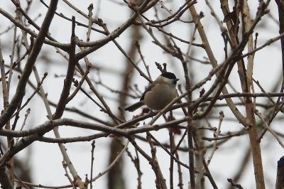 Mésange nonnette