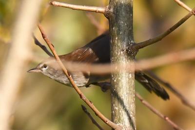 Bouscarle de Cetti