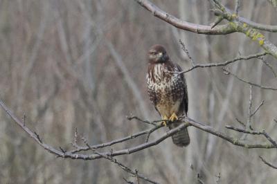 Buse variable