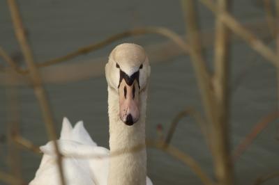 Cygne tuberculé