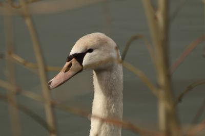 Cygne tuberculé