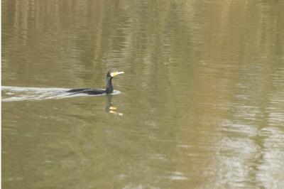 Grand Cormoran