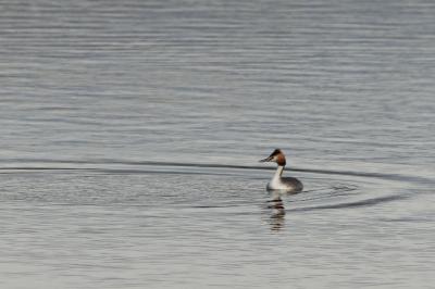 Podiceps cristatus
