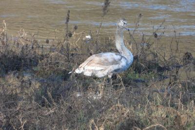 Cygne tuberculé