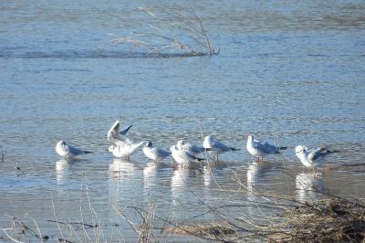Mouette rieuse