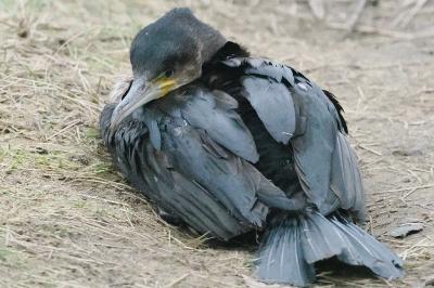 Grand Cormoran