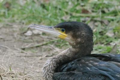 Grand Cormoran