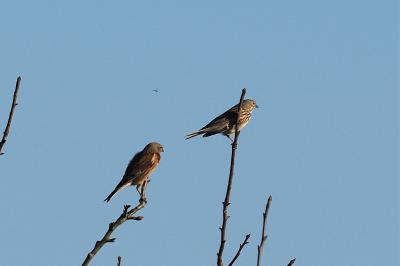 Linotte mélodieuse