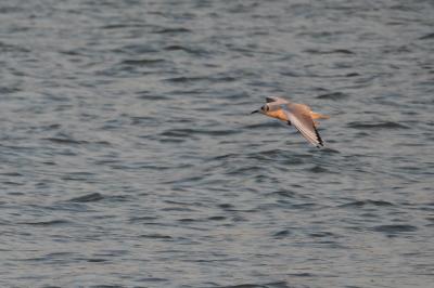 Mouette de Bonaparte