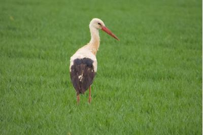 Cigogne blanche