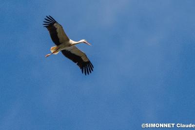 Cigogne blanche