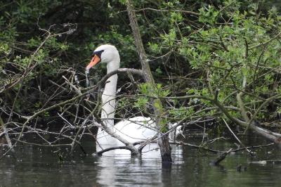 Cygnus olor