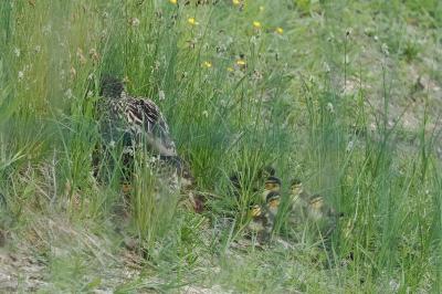 Canard colvert