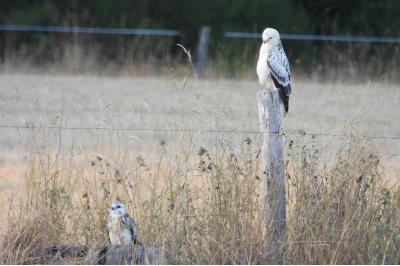 Buse variable
