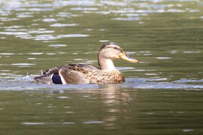Canard colvert