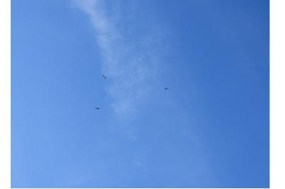 Cigogne noire